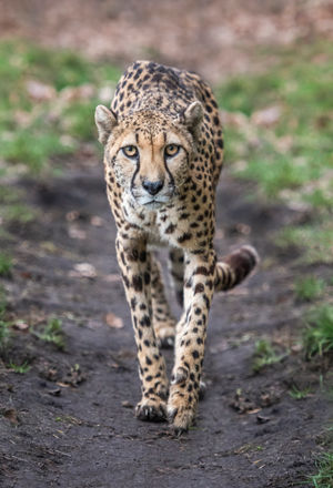 Also included in the plans is a new exhibit for the cheetahs.