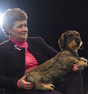 Maisie the Wire-haired Dachshund winner of Best in Show 2020 at the Birmingham National with her owner Kim McCalmont at the Exhibition Centre (NEC) during the Crufts Dog Show