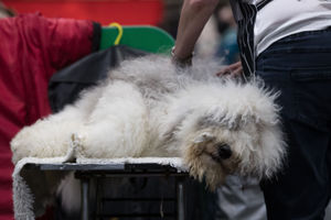 Crufts at the NEC in Birmingham
