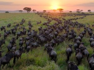 Supporting image for story: Netflix releases first trailer for Sir David Attenborough’s Our Planet II