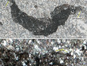 Supporting image for story: One of the world’s most important fossil deposits found near Shropshire border