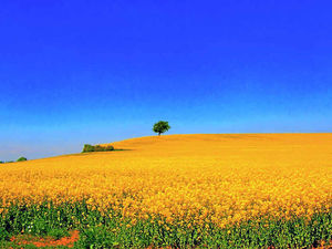 Supporting image for story: Field of gold caught on camera by E&S reader Paul