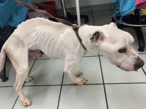 Supporting image for story: Dog found in 'pitiful condition' has Christmas wish come true after finding forever home