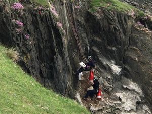 Supporting image for story: Lamb trapped on cliff ledge is rescued