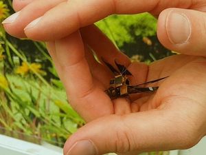 Supporting image for story: Cyborg dragonflies are officially a reality after tiny insects complete first test flight