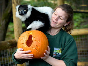 Supporting image for story: Things getting creepy at Dudley Zoo for Halloween
