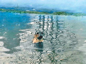 Supporting image for story: Shock as seal spotted in River Severn at Stourport Marina