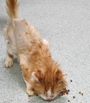 Danisha Irving admitted to neglecting her cat, Prince