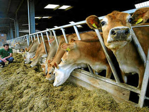 Supporting image for story: Council in moo-ve to sell off cows
