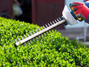 Supporting image for story: Hedgerow dispute causes three-month delay to Oswestry power plant