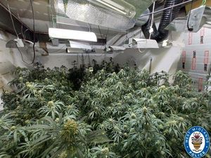 Supporting image for story: Man arrested after around 60 cannabis plants found above shops in West Bromwich