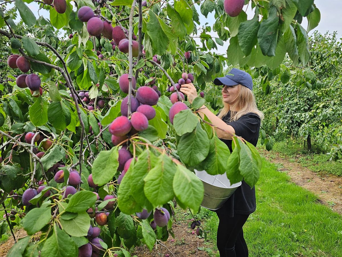 &lsquo;Momentum growing&rsquo; in UK plum industry with bumper crop, says grower