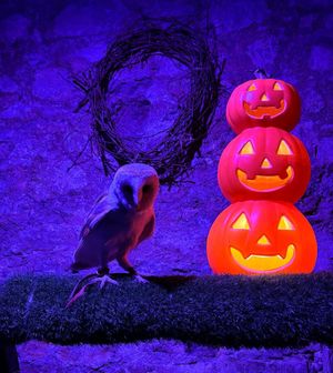 Visitors may be able to spot Echo the barn owl in the Haunted Hunters bird of prey display in Dudley Castle's undercroft during half term