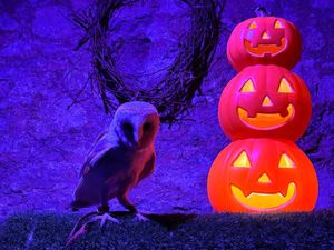 Supporting image for story: Fangtastic half term fun at Dudley Zoo