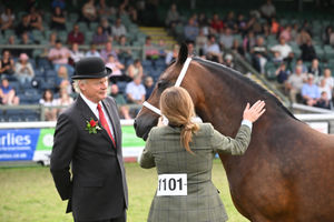 Supreme Horse Champion Judge, Mr Martin Clunes, inspecting the eventual winner Casgob Welsh Doll – Hannah Owens, Herefordshire. Welsh Cob Section D