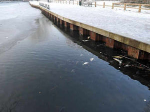 Supporting image for story: Fish death fears as pools freeze over