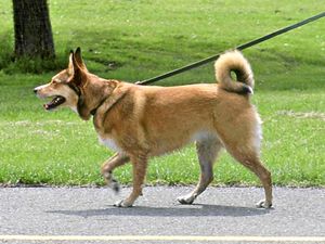 Supporting image for story: £80 dog-lead fines given go-ahead in Wolverhampton