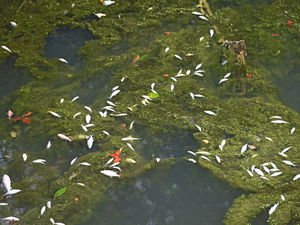 Supporting image for story: 'It could be a total wipe-out': Residents and experts fear dead fish fallout after chemical spill in Walsall