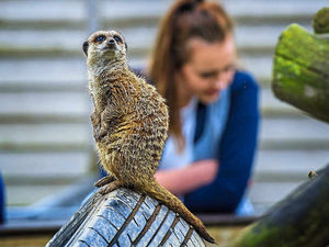 Supporting image for story: Pictures and video: Meerkat pups born at Shropshire college