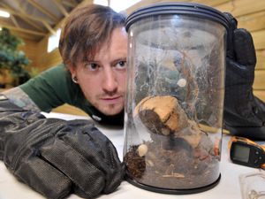 Supporting image for story: Halloween horror at Telford's Exotic Zoo as hundreds of black widow spiders are born