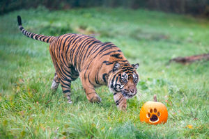 Sumatran tiger, Hujan, enjoys stalking and pouncing on her meat-filled pumpkin. Photo: Matthew Lissimore