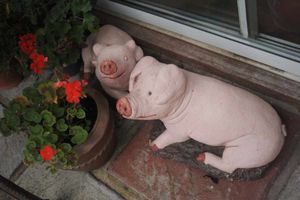 Two of the remaining pigs