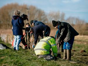 Supporting image for story: 4,000 trees being planted in Wolverhampton project