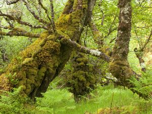 A moss-covered branch against the greenery of woodland