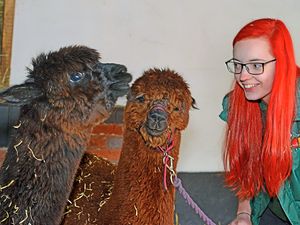 Supporting image for story: Alpacas in spotlight at Sandwell Valley Country Farm