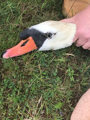 The swan was found with a fish hook above its eye on a lake at Walcott Hall, Lydbury North 