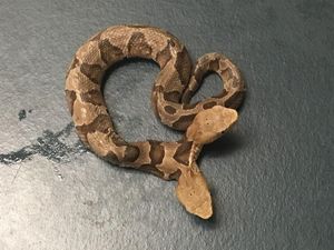 Supporting image for story: Two-headed snake found in US shares one heart