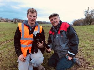 Supporting image for story: Hitting the bottle as part of Lamb Week at Lower Drayton Farm