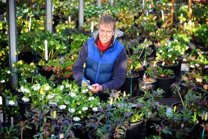 Supporting image for story: Award-winning flowers on show in Kingswinford