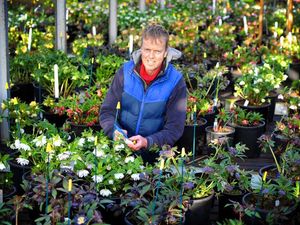 Supporting image for story: Award-winning flowers on show in Kingswinford