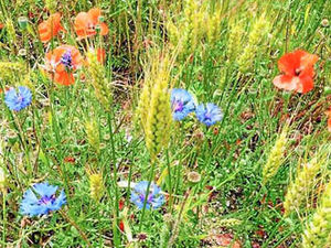 Supporting image for story: Farming Talk: Preparation is key to getting best bird sites