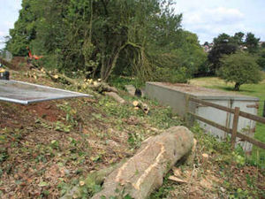 Supporting image for story: Ancient trees hacked down by developer