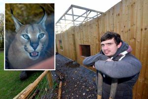 Supporting image for story: Big cat rescued after caracal enclosure collapses at Hoo Farm - with video