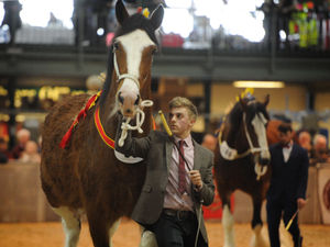 Supporting image for story: Hundreds gallop to Shire horse show
