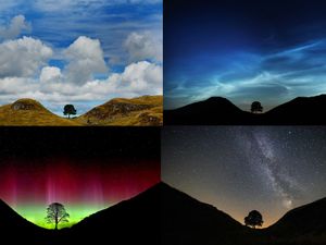 Supporting image for story: Artists invited to breathe life into Sycamore Gap tree