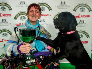 Supporting image for story: Assistance dog Questa takes the Scruffts title for Highley at Crufts