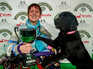 Supporting image for story: Assistance dog Questa takes the Scruffts title for Highley at Crufts