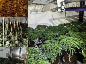 Supporting image for story: Around 400 cannabis plants seized in major Telford raid