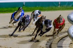  Live greyhound racing at the brand new Dunstall Park Greyhounds track