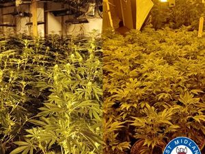 Supporting image for story: Hundreds of cannabis plants seized in police raid on Smethwick industrial unit