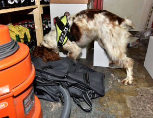 Sniffing out illegal tobacco in a shop in Whitmore Reans, Wolverhampton