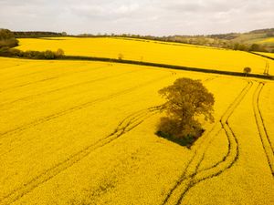 A sea of yellow can be seen around many parts of Shropshire as the sunny weather helps the Rapeseed to bloom