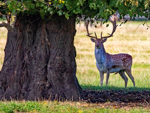 Supporting image for story: Abundant acorns, conkers and berries likely this autumn, National Trust says