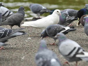 Supporting image for story: Letter: Bridge birds are a blight