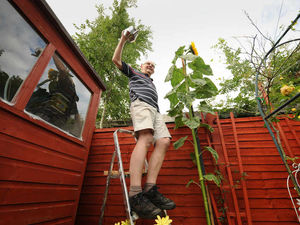 Supporting image for story: Colin's 10ft sunflower enjoys morning cuppa