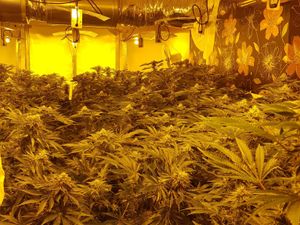 Supporting image for story: Major cannabis farm found in West Bromwich